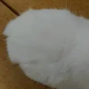 ぱぱるんの画像