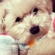 はるまま