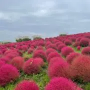 ゆきの画像