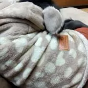 ロコ