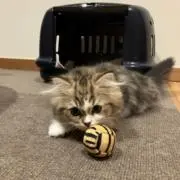 ぶるの画像