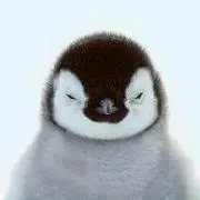 ピンガの画像
