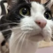 すいかの画像