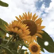 燕の画像