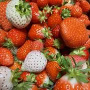きなこの画像