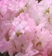 ＊hana＊の画像