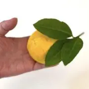 まゆみんぐの画像