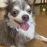 おきゃんの画像