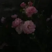ぴのの画像