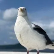 値下げ依頼不可　Ｊの画像