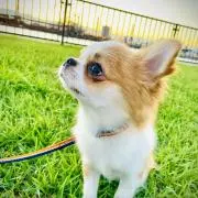 あおの画像