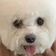 Kの画像