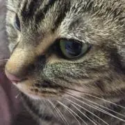 Cocoaの画像
