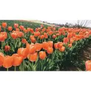 yurinkoの画像