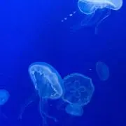 mint♪の画像