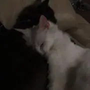 ししゃもの画像