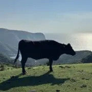 モーモーファクトリーの画像