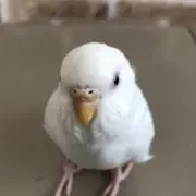 ちろの画像