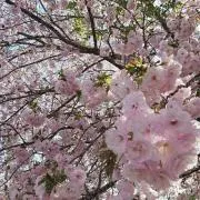 しずぽんの画像