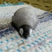 亀吉くん