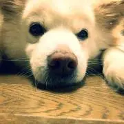 hinaの画像