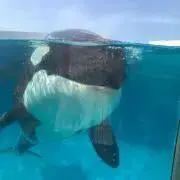 Nakedの画像