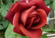 ROSEの画像