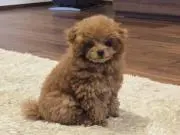 きふみんの画像