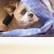 Takaの画像