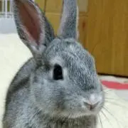 とし坊の画像