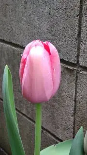 たまの画像