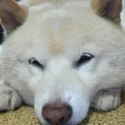 HAKU＊プロフィール確認願います＊の画像