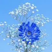USAGIの画像