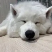 あやさん【即購入歓迎✨】の画像