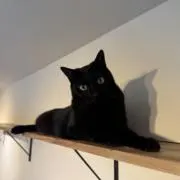 GONの画像