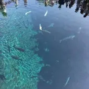 かじゅゅ