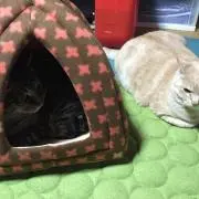 ゴンの画像