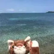 ぷっちゅのすけの画像