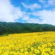 Maiの画像