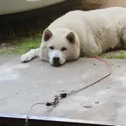 よっぺい
