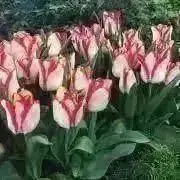 ●RinRin●の画像
