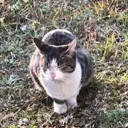 はかせの画像
