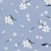 あーの画像