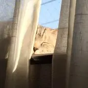 さくら