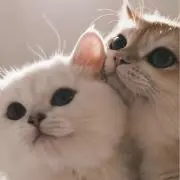 にゃん