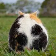三毛猫の画像