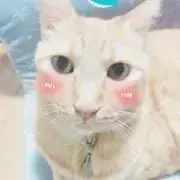 乃音！わんにゃん保護活動中！の画像