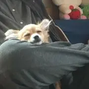 トモにゃ