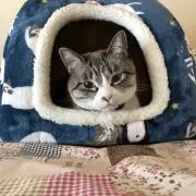 金太郎の画像