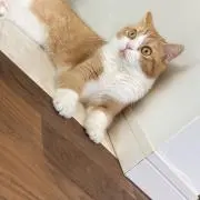 t.m